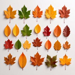 Fototapeta premium Autumn Leaves Collection Colorful Fall Foliage Flatlay.