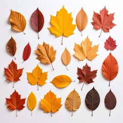 Autumn Leaves Collection Flatlay Colorful Fall Foliage.