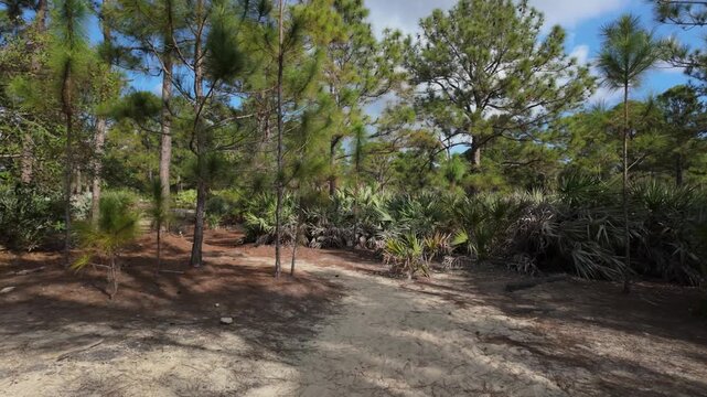 Walking in the High Ridge Scrub near Boynton Beach Florida looking for Gopher Tortoise on a beautiful sunny day