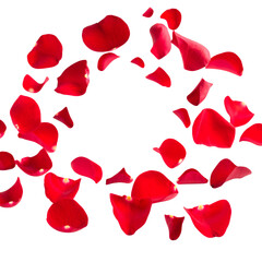Red rose petals isolated on white background