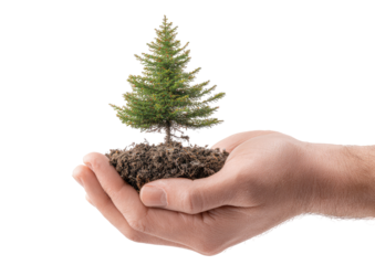 Small tree in cupped hand,  soil