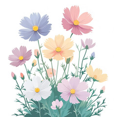 Pastel cosmos flowers blooming isolated on white background