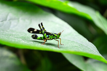 A green grasshopper is sitting on a leaf.