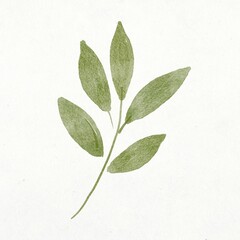 Botanical leaf illustration, green watercolor design