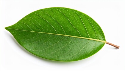 Obraz premium Single Green Leaf Isolated on White Background Natural Wellness Concept.