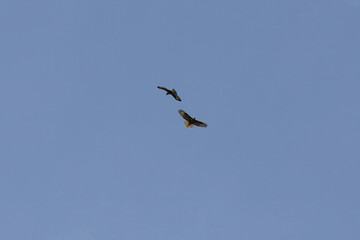 Pair of common buzards flying in sky