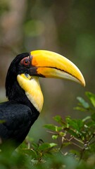 Obraz premium Close-up toucan in forest