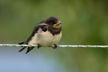 A young Barn Swallow