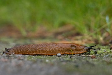 Big slimy brown snail slugs crawling in the garden.