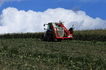 トウモロコシの収穫　コーンハーベスター