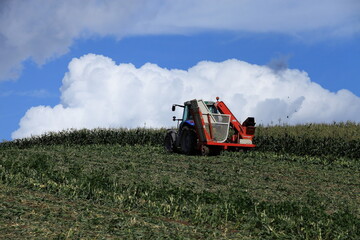 トウモロコシの収穫　コーンハーベスター