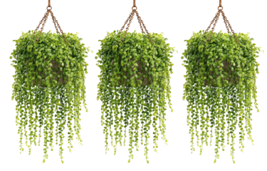 Three hanging planters, filled with cascading greenery