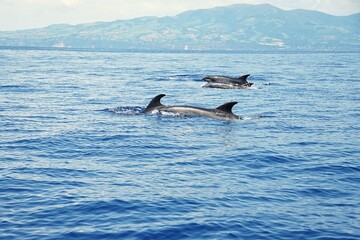 Group of common bottlenose dolphins with clearly visible dorsal fins, spotted during a dolphin...