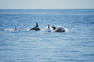 Fototapeta premium Group of fast-swimming bottlenose dolphins with clearly visible dorsal fins, spotted during a dolphin watching tour on the island of Pico in the Azores.