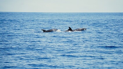 Group of common bottlenose dolphins with clearly visible dorsal fins, spotted during a dolphin...