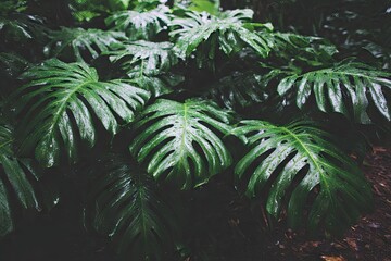Lush, dark green leaves, wet, tropical