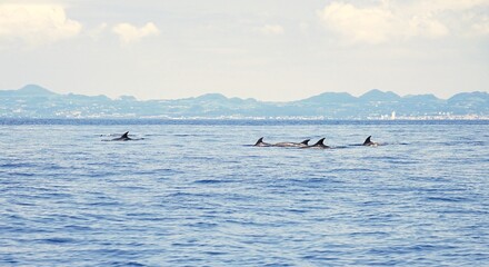 Fototapeta premium Group of common bottlenose dolphins with clearly visible dorsal fins, spotted during a dolphin watching tour on the island of Pico in the Azores.