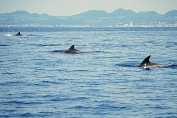 Fototapeta premium Group of common bottlenose dolphins with clearly visible dorsal fins, spotted during a dolphin watching tour on the island of Pico in the Azores.