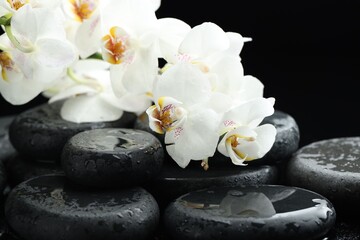 Fototapeta premium Beautiful orchid flowers with water drops on wet pebble stones against black background, closeup