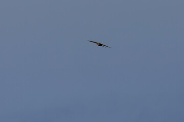 Obraz premium Common swift, Apus apus.