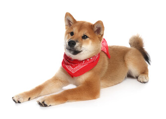 Cute Shiba Inu puppy with red bandana on white background