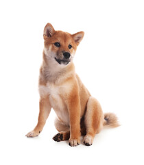 Cute Shiba Inu puppy on white background
