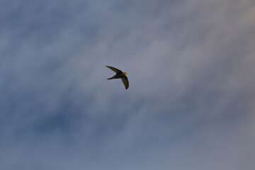 Common swift, Apus apus.