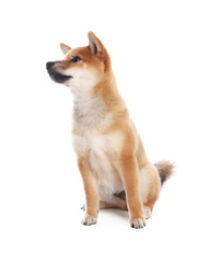 Cute Shiba Inu puppy on white background