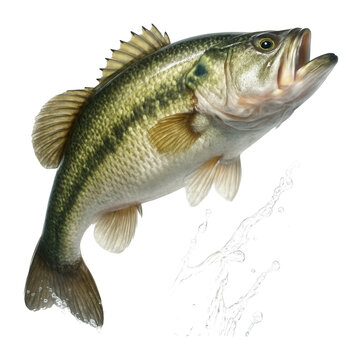 Largemouth bass fish leaping out of water with a splash, captured midair.