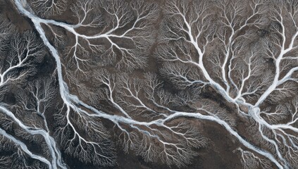 Aerial view of branching patterns in a landscape