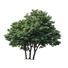 Fototapeta premium A vibrant tree stands tall, showcasing its lush green foliage, bathed in natural light. A symbol of growth, life, and the beauty of the natural world.
