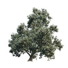Fototapeta premium A majestic tree, stands tall with its lush foliage, an emblem of resilience and timeless beauty. A portrait of serenity and the power of nature.
