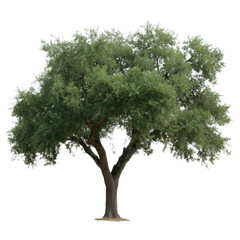 Obraz premium A majestic oak tree, a symbol of strength and resilience, stands tall in a lush, vibrant scene. The tree's full, green foliage creates a beautiful contrast against the blue sky, conveying peace. 