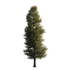 A tall, elegant redwood stands isolated, showcasing the beauty and majesty of a single arboreal being with a bright backdrop. 