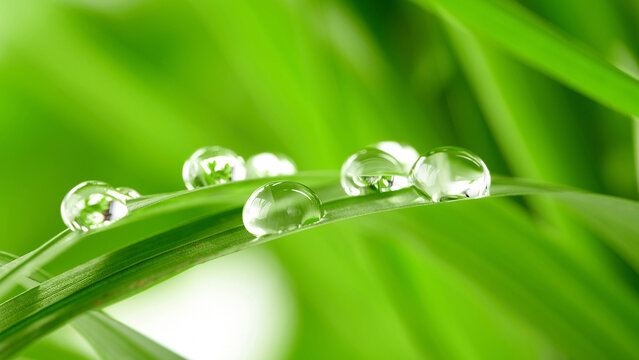 Macro shot of dew drops on vibrant green grass blades