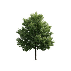 A vibrant green tree stands tall, its lush foliage creating a refreshing oasis of natural beauty, inviting viewers to appreciate the simplicity and tranquility of nature.