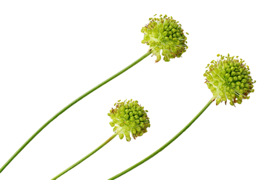 Three light green seed pods, sphere-shaped, on long, thin stems, against a black background.  Close-up view