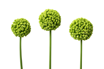 Three vibrant, round, light-green flower-like globes atop tall, slender stalks against a black background.  Close-up view highlights the textured, clustered structure of each sphere