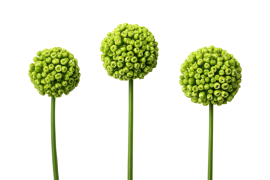 Three vibrant, round, light-green flower-like globes atop tall, slender stalks against a black background. Close-up view highlights the textured, clustered structure of each sphere