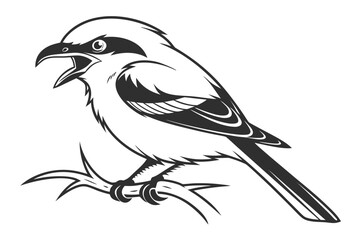 Loggerhead shrike bird illustration isolated on white background