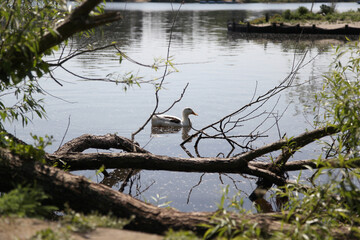 A white and brown duck gliding across calm lake surface in natural setting.