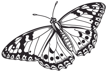 Beautiful butterfly illustration isolated on white background for design needs