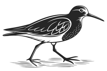 Sandpiper shorebird animal nature isolated on white background