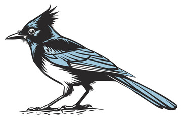 Black and blue stellars jay illustration isolated on white background