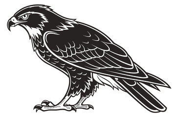 Detailed vector illustration of a hawk isolated on white background