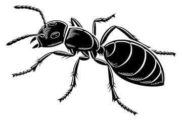 Illustration of an ant isolated on white background, a crawling insect