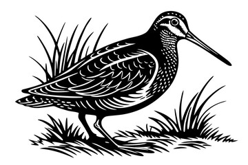 Detailed snipe illustration isolated on white background, perfect for design