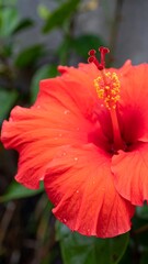 Close-up vibrant hibiscus