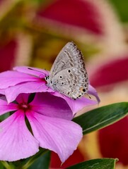 Delicate Gray Butterfly Resting on a Vibrant Pink Periwinkle Flower.