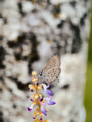 Delicate Butterfly Resting on a Wildflower in Natural Habitat.